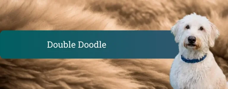 Bel, kodrast Double Doodle sedi pred mehkim rjavim ozadjem in gleda v kamero.