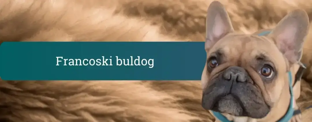 Francoski buldog v profilu z netopirjevimi ušesi in kratkim gobčkom, mestni družabnik z izrazitim pogledom in kompaktno postavo