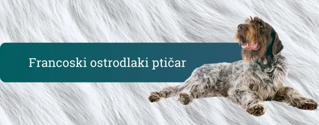 Francoski ostrodlaki ptičar, žimast lovski ptičar, ki leži sproščeno na svetlem ozadju.