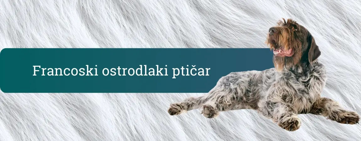 Francoski ostrodlaki ptičar, žimast lovski ptičar, ki leži sproščeno na svetlem ozadju.