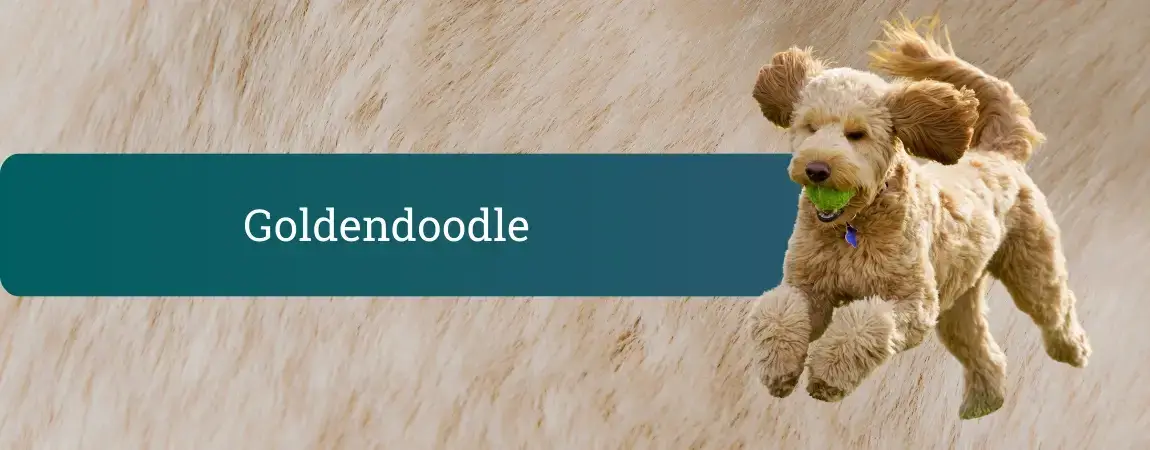 Goldendoodle v teku z zeleno žogico v ustih pred bež kosmatim ozadjem, naslovni banner za vodnik o pasmi.