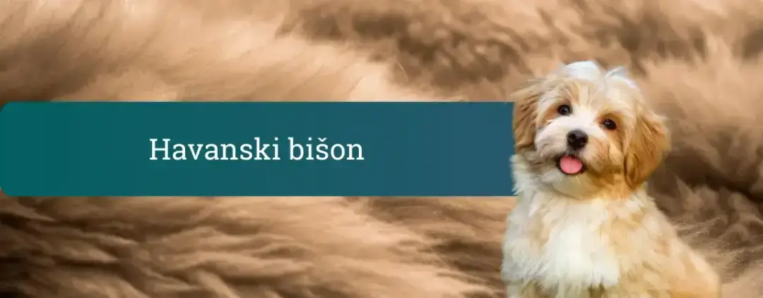 Havanski bišon mladiček z nežno, svilnato dlako na topli rjavi podlagi, z naslovnim trakom »Havanski bišon«.