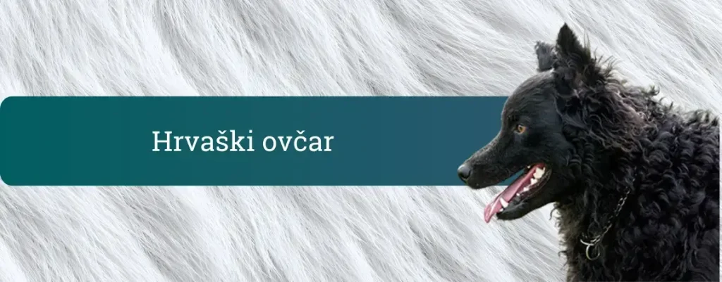 Črn hrvaški ovčar s kodrasto dlako v profilu, odprta usta in rožnat jezik, na svetlem kožušnatem ozadju.