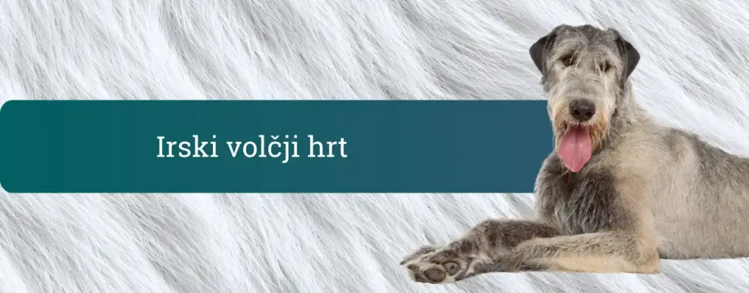 Irski volčji hrt leži na svetlem ozadju z napisom “Irski volčji hrt” – nežni velikan, hrtovska eleganca in miren značaj.