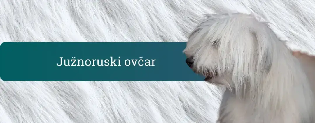 Južnoruski ovčar z dolgo belo dlako in čopo, profil glave na svetlem ozadju – močan, samostojen čuvaj posestva.