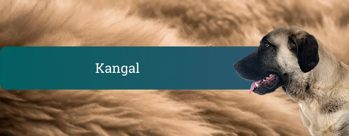 Kangalski ovčar – velik pes s črno masko, v profilu na bež kosmatem ozadju.