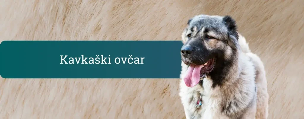 Kavkaški ovčar, velik dolgodlak čuvaj z odprtim gobcem in iztegnjenim jezikom, stoji pred bež ozadjem dlake in zbrano opazuje okolico.