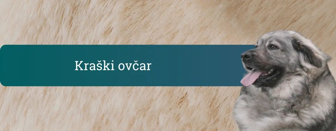 Kraški ovčar – slovenski pastirski in varovalni pes z značilno sivo dlako in mirnim, pozornim izrazom na bež ozadju.