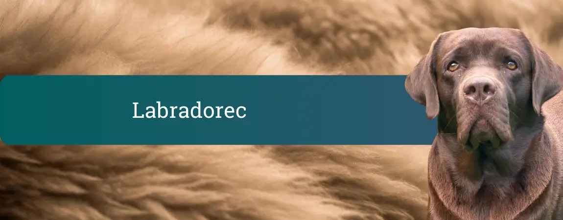 Čokoladni labradorec, ki gleda v kamer o na mehkem rjavem ozadju z napisom Labradorec