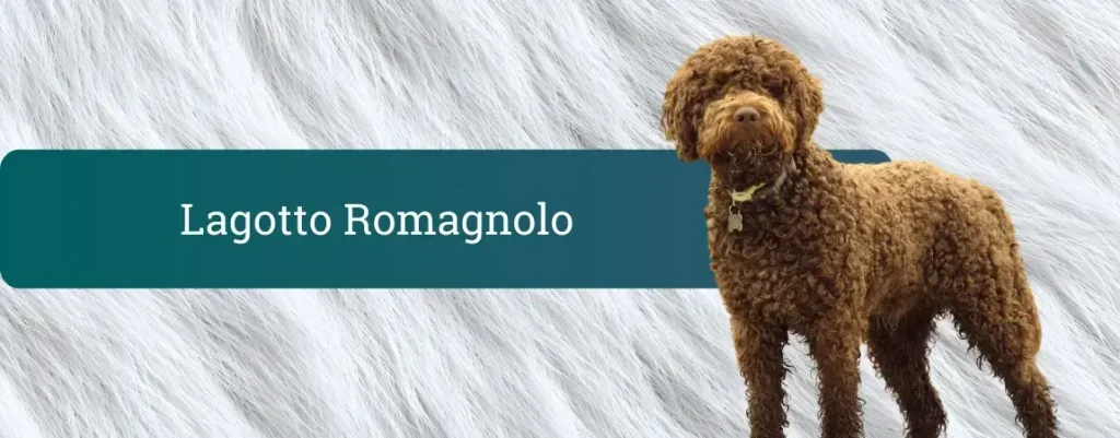 Lagotto romagnolo z rjavo kodrasto dlako na svetlem ozadju; naslovna pasica Lagotto Romagnolo