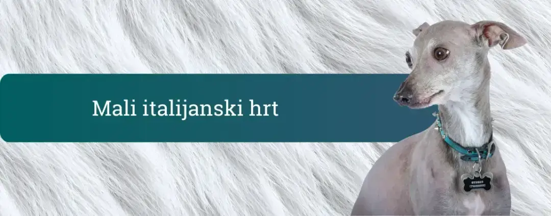 Mali italijanski hrt z ovratnico ob turkiznem pasu z napisom »Mali italijanski hrt« na svetlem, mehkem ozadju.