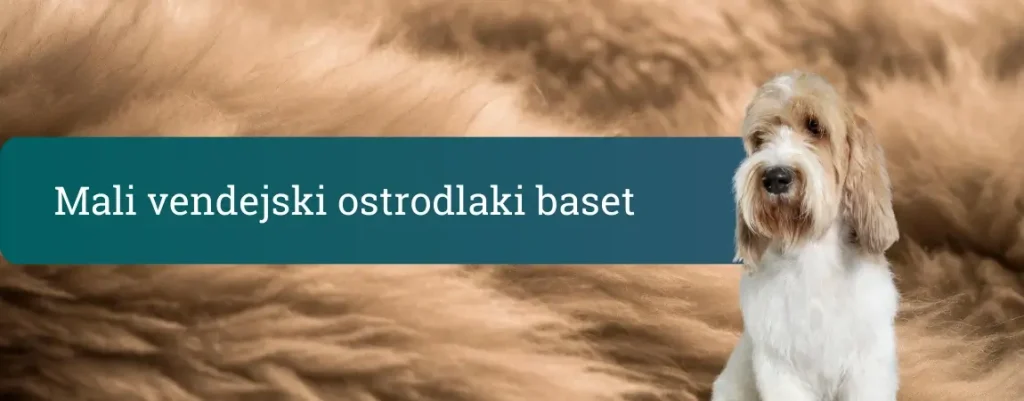 Mali vendejski ostrodlaki baset sedi pred mehkim rjavim kožuhastim ozadjem in gleda naprej z značilnim kosmatim obrazom.
