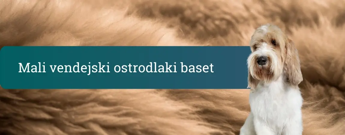 Mali vendejski ostrodlaki baset sedi pred mehkim rjavim kožuhastim ozadjem in gleda naprej z značilnim kosmatim obrazom.