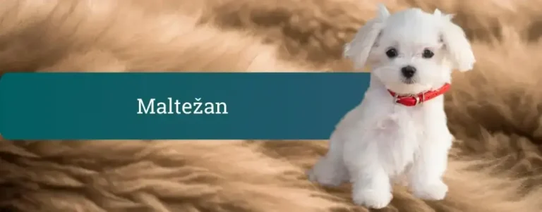 Maltežan na desni strani pasovne slike, levo temno zelen trak z naslovom “Maltežan”.