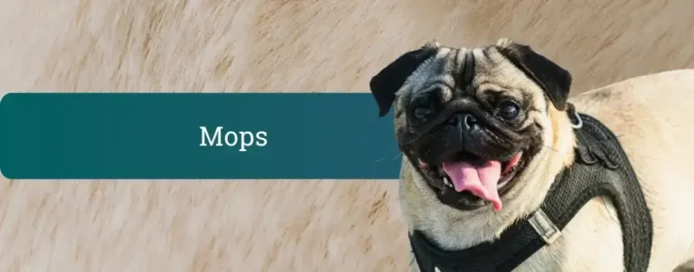 Mops na desni strani pasovne slike, levo temno zelen trak z naslovom “Mops”.