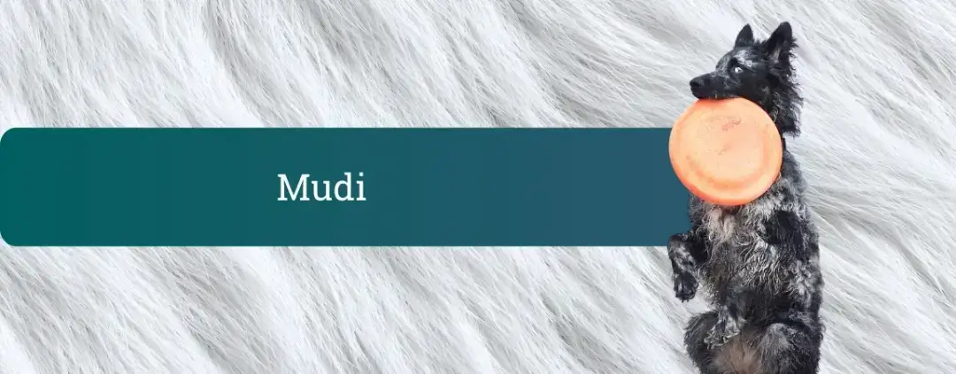 Mudi v skoku z oranžnim frizbijem, energičen madžarski pastirski pes z valovito dlako in pokončnimi ušesi