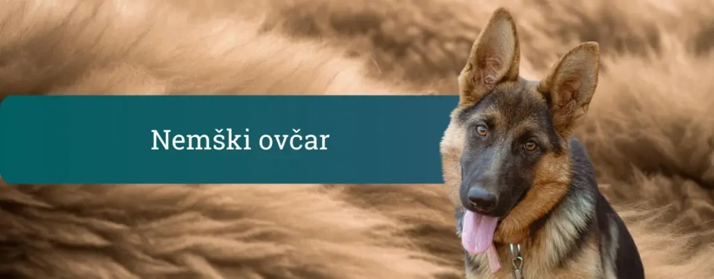 Nemški ovčar z iztegnjenim jezikom in pokončnimi ušesi pred rjavim, košatim ozadjem.