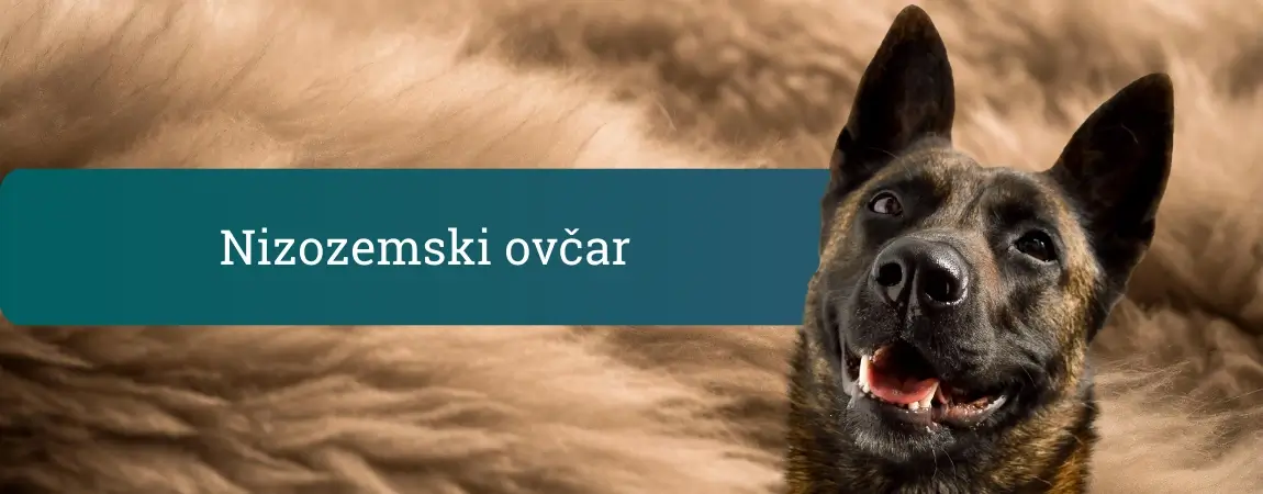 Nizozemski ovčar z nasmejanim izrazom pred mehkim rjavim ozadjem in napisom »Nizozemski ovčar«.