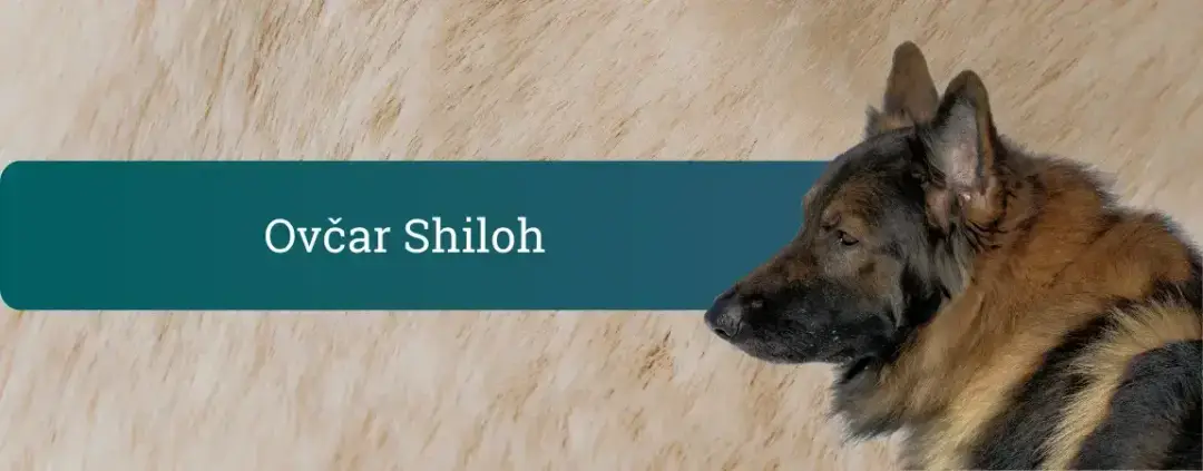 Ovčar shiloh v profilu z gosto dvojno dlako, miren izraz in močna postava, simbol stabilnega in družinskega psa