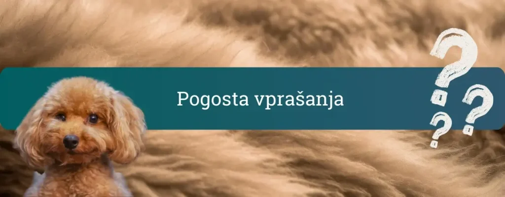 Pogosta vprašanja o pasmi pudelj – odgovori na najpogostejše dileme