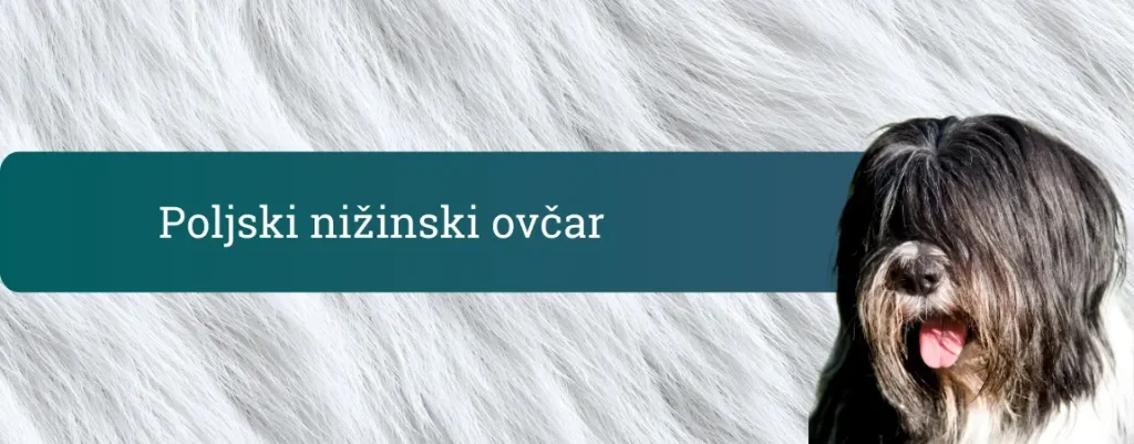 Poljski nižinski ovčar s košato dolgo dlako in jezikom ven pred belim, puhastim ozadjem.