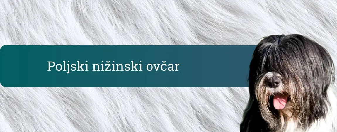 Poljski nižinski ovčar s košato dolgo dlako in jezikom ven pred belim, puhastim ozadjem.