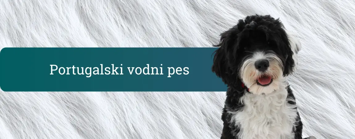 Portugalski vodni pes, črno-bel kodrast pes, ki sedi pred belo dlakasto ozadje in gleda v kamero.