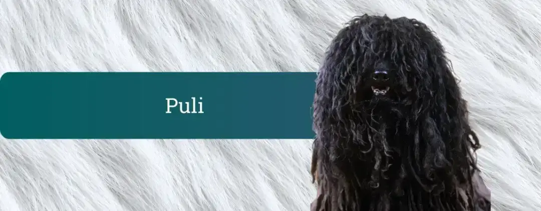 Puli z dolgo, vrvičasto črno dlako stoji na svetlem ozadju; naslov pasme »Puli« na pasu.