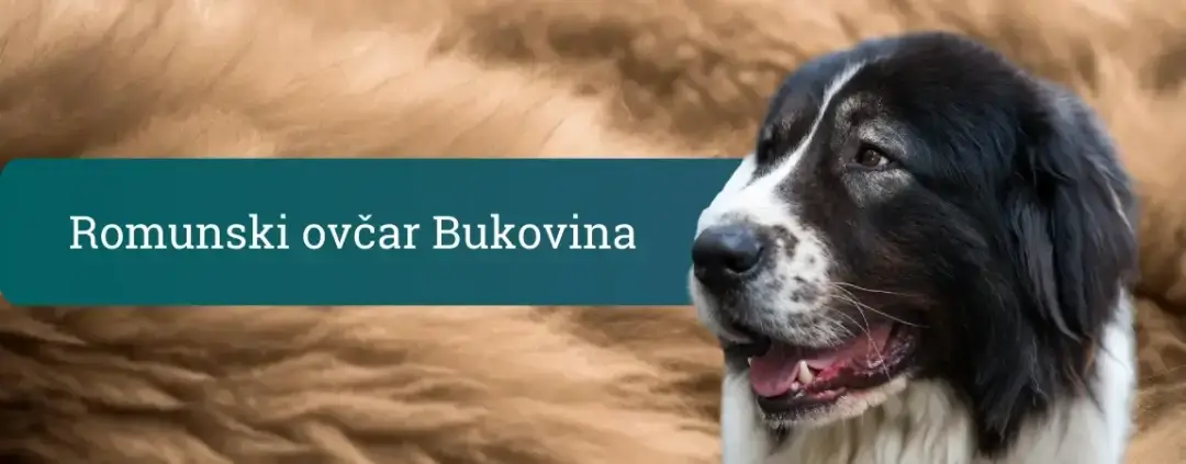 Romunski ovčar Bukovina – mogočen čuvaj z gosto dlako, portret ob naslovnem pasu bloga