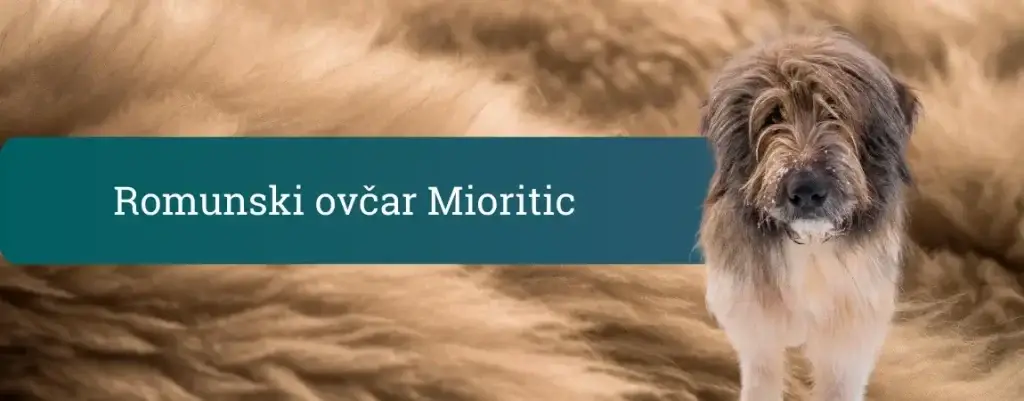 Romunski ovčar Mioritic – velik kosmat čuvaj z mirnim pogledom ob naslovnem pasu “Romunski ovčar Mioritic”.