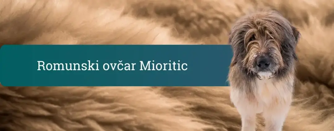 Romunski ovčar Mioritic – velik kosmat čuvaj z mirnim pogledom ob naslovnem pasu “Romunski ovčar Mioritic”.