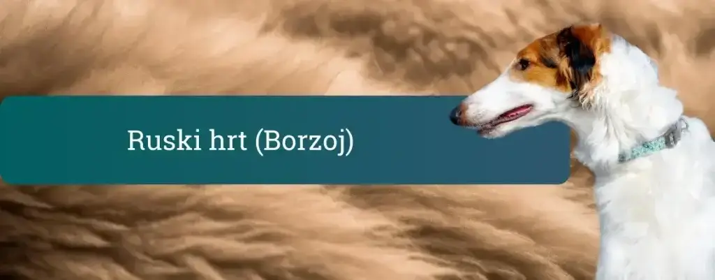 Ruski hrt (Borzoi) – eleganten hrt na pasemskem bannerju z naslovom “Ruski hrt (Borzoj)”