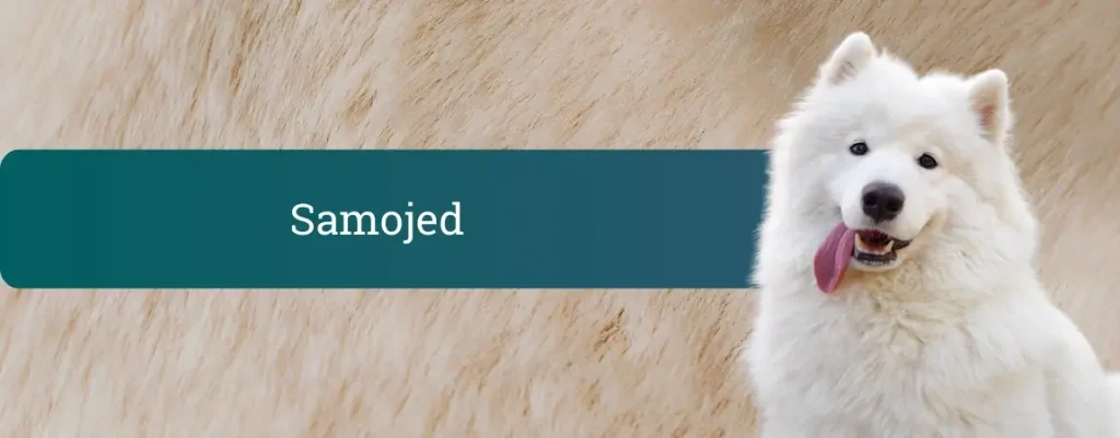 Bel, puhast samojed z iztegnjenim jezikom na nevtralnem ozadju, nasmejani polarni špic kot tipičen predstavnik pasme Samojed