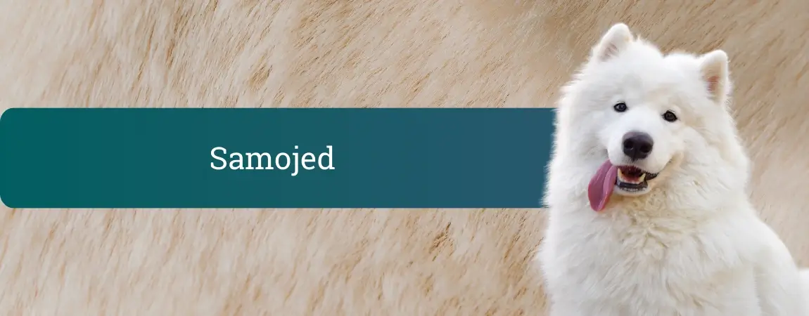 Bel, puhast samojed z iztegnjenim jezikom na nevtralnem ozadju, nasmejani polarni špic kot tipičen predstavnik pasme Samojed