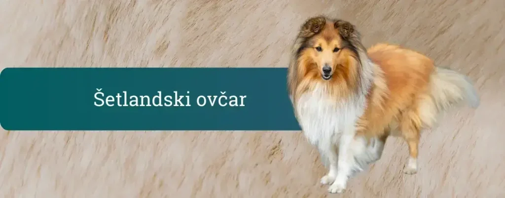 Šetlandski ovčar na svetlem ozadju, z dolgo dvojno dlako in značilno grivo, tipičen predstavnik pasme sheltie.