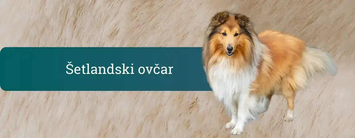 Šetlandski ovčar na svetlem ozadju, z dolgo dvojno dlako in značilno grivo, tipičen predstavnik pasme sheltie.
