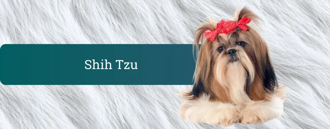 Majhen pes Shih Tzu z dolgo svilnato dlako in rdečo pentljo na belem košatem ozadju.