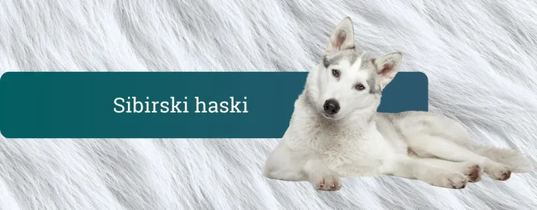 Sibirski haski, belosiv pes z gosto dvojno dlako, leži na belem “krznenem” ozadju ob napisu Sibirski haski.