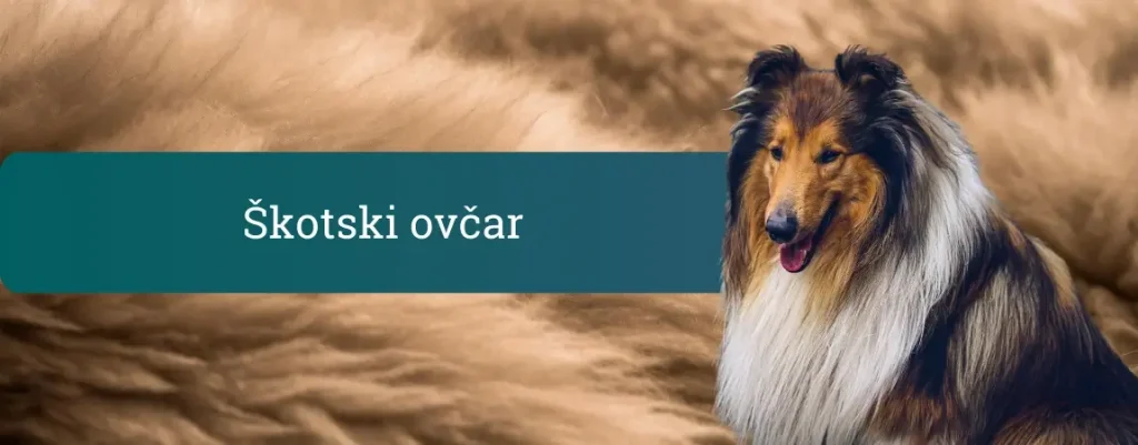 Škotski ovčar (Collie) – dolgodlaki pes z bogato ovratnico, ki sedi pred mehkim rjavim ozadjem