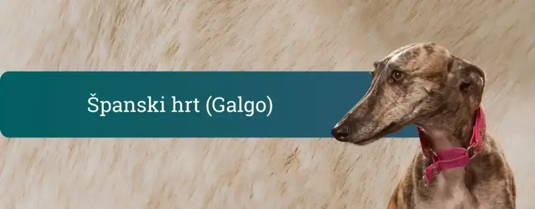 Španski hrt (Galgo Español) – eleganten progast hrt s rožnato ovratnico na bež ozadju, naslovna pasja pasma za vodnik.