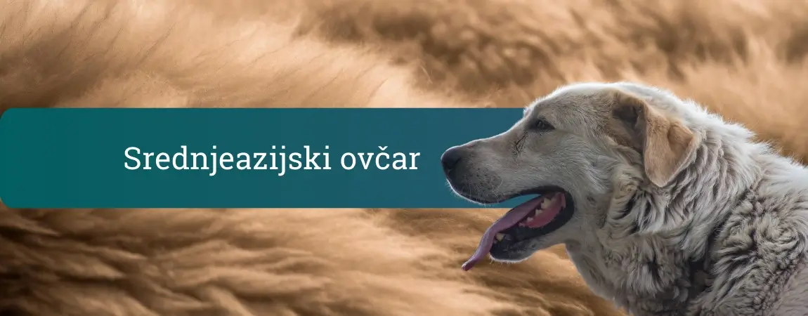 Srednjeazijski ovčar z debelo svetlo dlako in iztegnjenim jezikom, profilni pogled mirnega, a pozornega čuvaja.