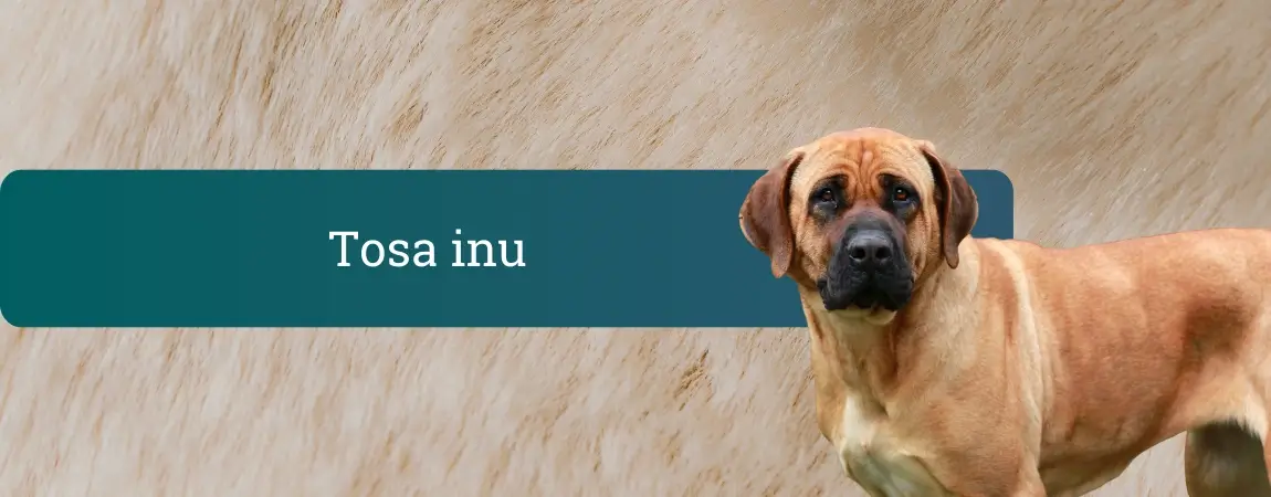 tosa inu stoji pred nevtralnim ozadjem, velik mišičast pes mirnega izraza, kratka rdečerjava dlaka in temna glava