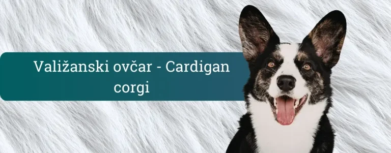 Valižanski ovčar Cardigan, nasmejan črno-bel corgi z velikimi pokončnimi ušesi na svetlem ozadju.