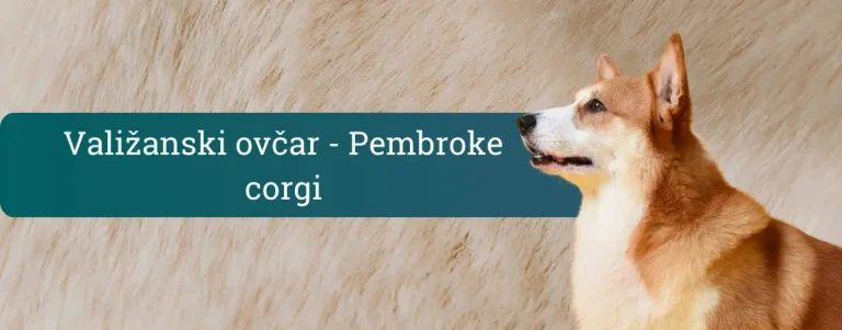 Valižanski ovčar Pembroke stoji v profilu pred svetlim ozadjem in pozorno gleda v daljavo