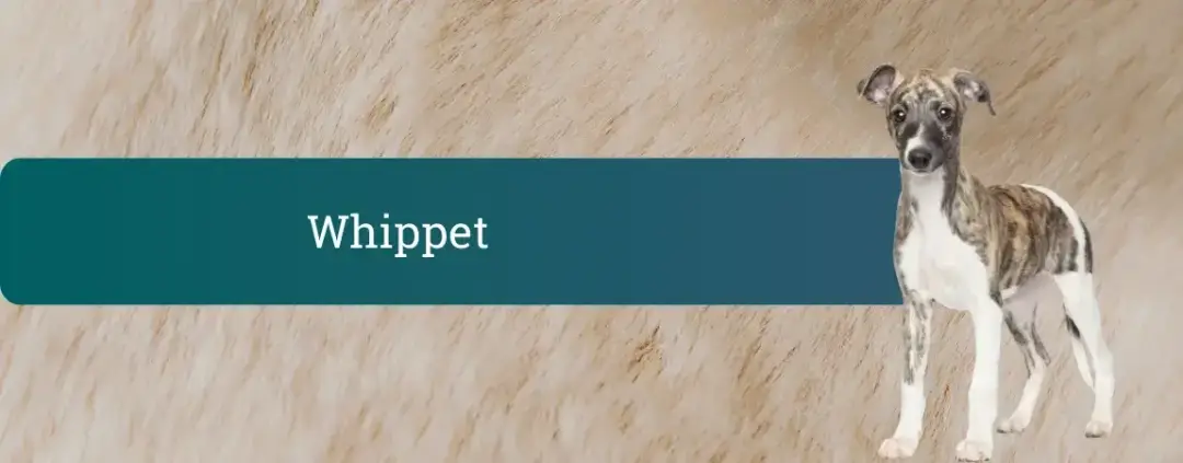 Whippet – eleganten mali angleški hrt na naslovni pasemski sliki z napisom “Whippet”