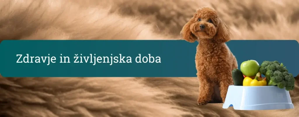 Zdravje pudlja in življenjska doba z vplivom prehrane in preventive