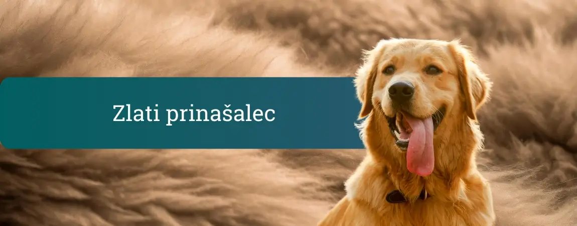 Zlati prinašalec z iztegnjenim jezikom sedi pred mehkim rjavim kožuhastim ozadjem in z nasmejanim izrazom gleda naravnost v kamero.