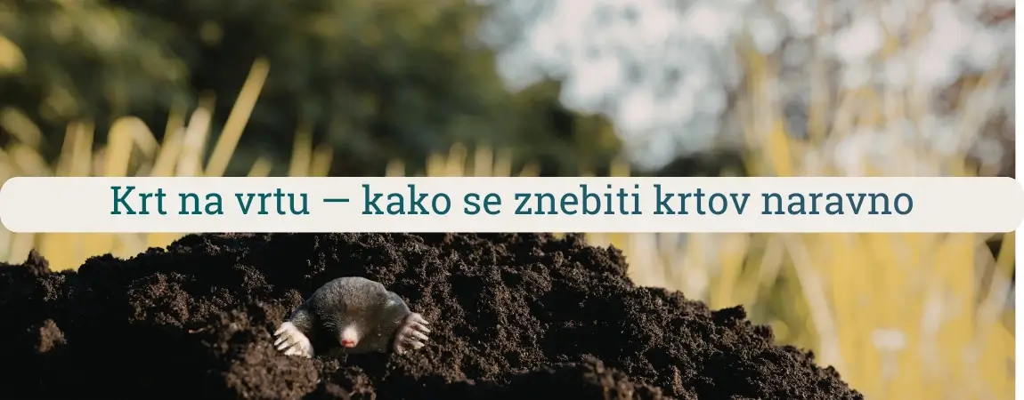 Krt na vrtu med zemljo in krtino na urejeni trati, prikaz naravnega odganjanja krta in zaščite vrta pred novimi rovi