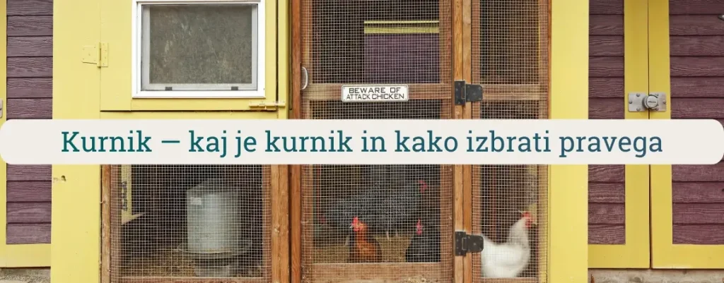 Kurnik za kokoši z mrežnimi vrati in lesenim ogrodjem – primer izbire pravega kurnika za domačo rejo
