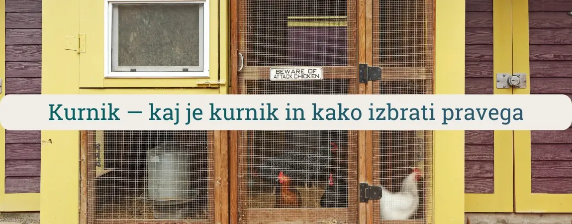 Kurnik za kokoši z mrežnimi vrati in lesenim ogrodjem – primer izbire pravega kurnika za domačo rejo